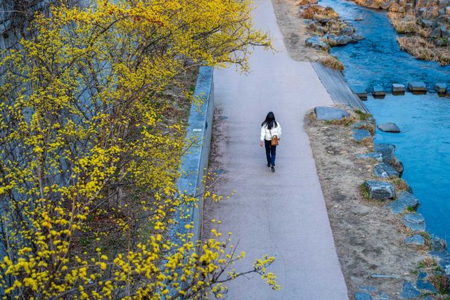 산수유 핀 청계천 따라 걷는 길. /&nbsp;서울관광재단