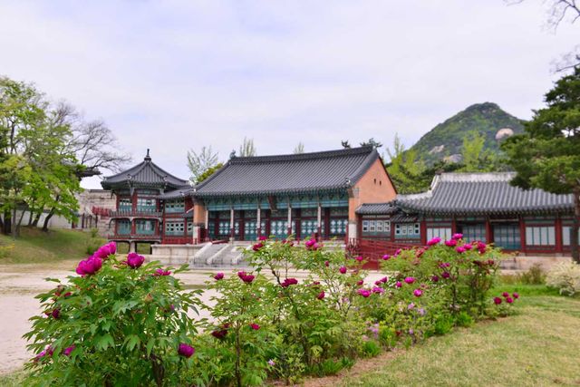 모란이 핀 경복궁 집옥재. /&nbsp;서울관광재단·황정희 여행작가 제공