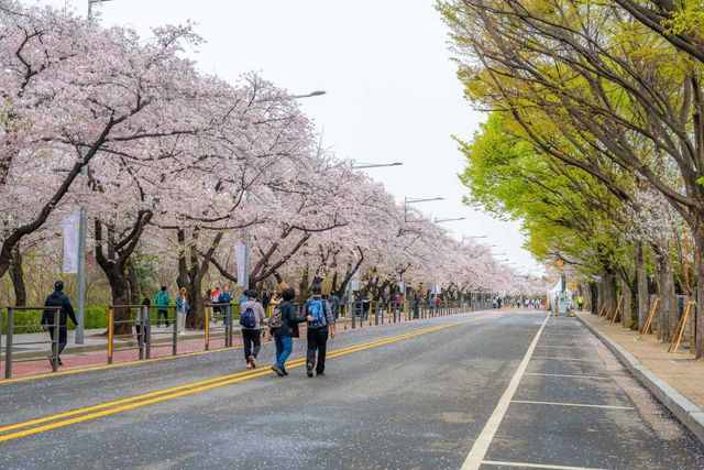 여의도 윤종로에 핀 벚꽃. /&nbsp;서울관광재단 제공