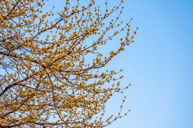 청계천에 노란 등불처럼 피어난 산수유. /&nbsp;서울관광재단