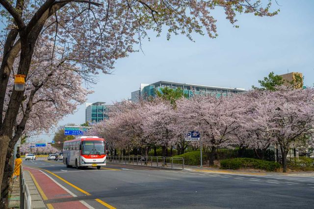도로변을 수놓은 윤중로 벚꽃. /&nbsp;서울관광재단 제공