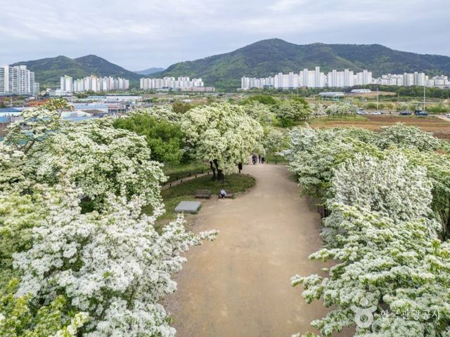 교항리 이팝나무 군락지 / 한국관광공사