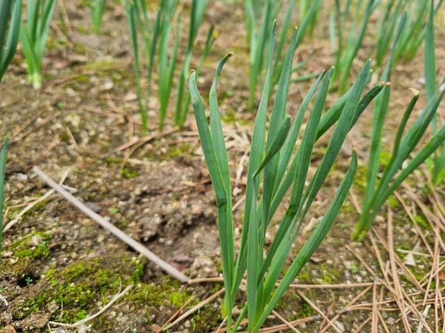 흙 사이로 올라온 대파 싹, 막 자라기 시작한 초록 줄기다. / 위키푸디