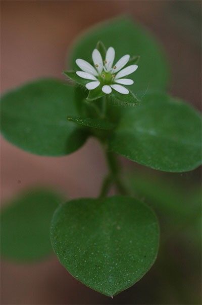 국립생물자원관