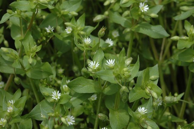 국립생물자원관