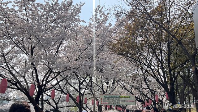 벚꽃이 만개한 석촌 호수 공원 자료 사진. / 위키푸디