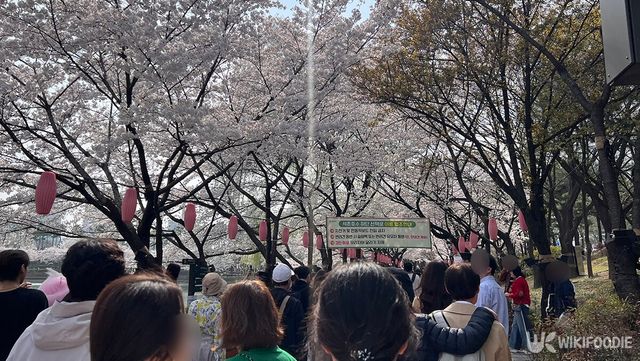 만개한 벚꽃 아래, 석촌호수 산책로 가득 메운 인파. / 위키푸디