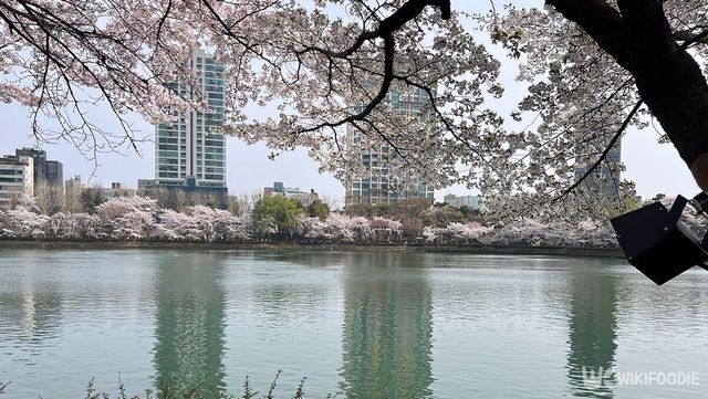 호수 위로 퍼진 벚꽃 풍경, 도심 속에서 펼쳐진 봄의 절정. / 위키푸디