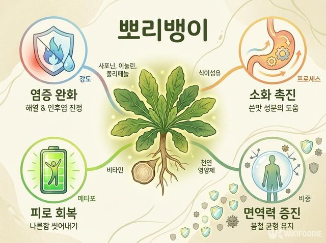 뽀리뱅이 효능 삽화. / 위키푸디