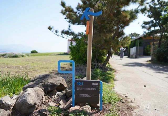 가파도 청보리밭 / 제주관광공사