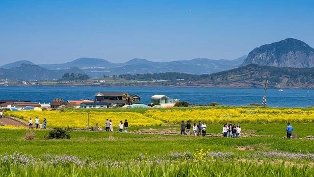 가파도 청보리밭 / 한국관광공사, ai