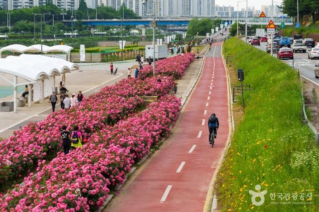 서울장미축제 / 한국관광공사