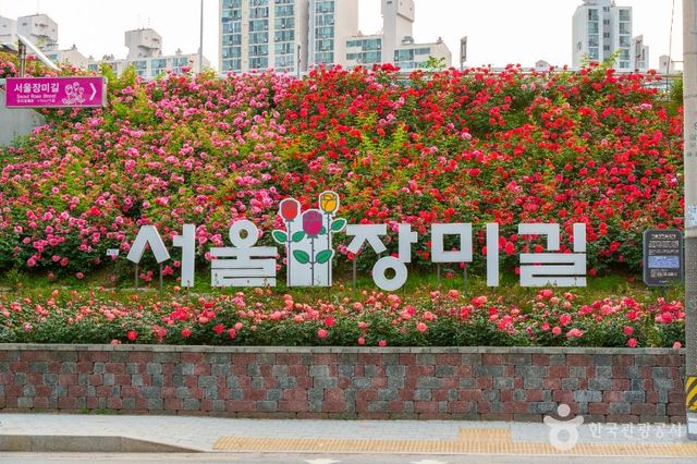 서울장미축제 / 한국관광공사 한건우