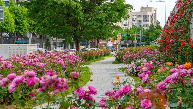 서울장미축제 / 한국관광공사