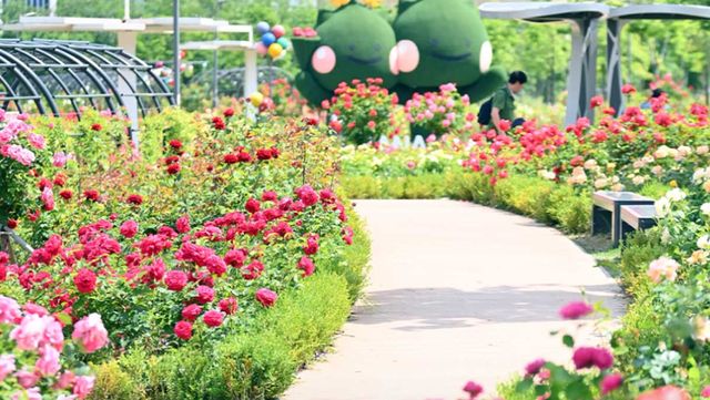 하남 미사호수공원 장미정원 / 하남시 공식 블로그