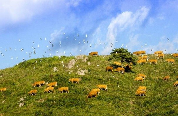 서산한우목장 / 한국관광공사