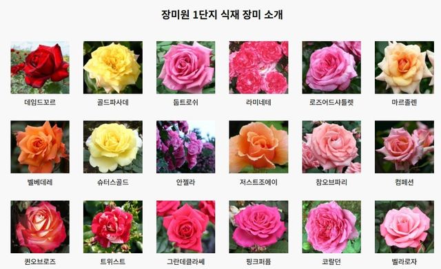 서울대공원 장미원. / 서울대공원 홈페이지