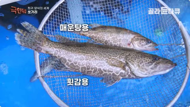 크기가 다른 쏘가리. / 유튜브 'EBSDocumentary (EBS 다큐)'