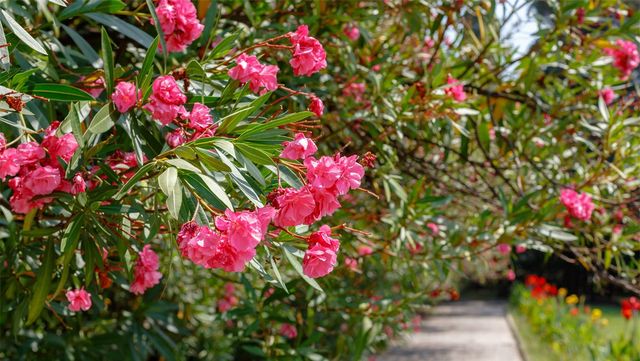 Flower_Garden-shutterstock.com