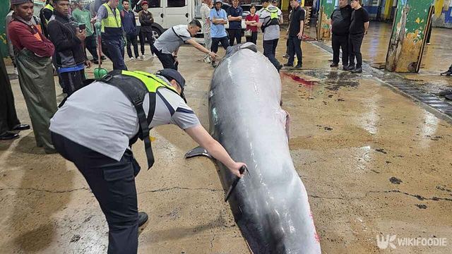 지난 24일 울산 방어진항 앞 해상에서 그물에 걸려 죽은 밍크 고래 한마리가 방어진수협위판장으로 옮겨져 불법포획 여부 검사를 받고 있다. / 울산해경 제공