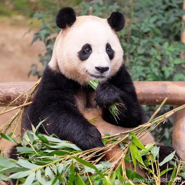 인스타그램 @witheverland