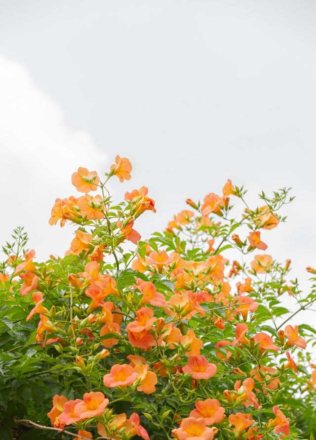 X @nifos_news(국립산림과학원)