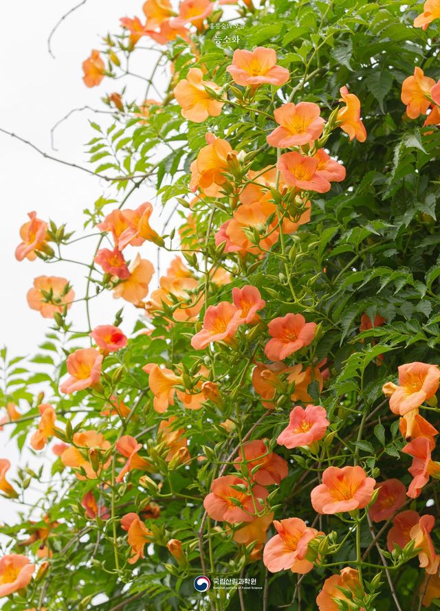 X @nifos_news(국립산림과학원)