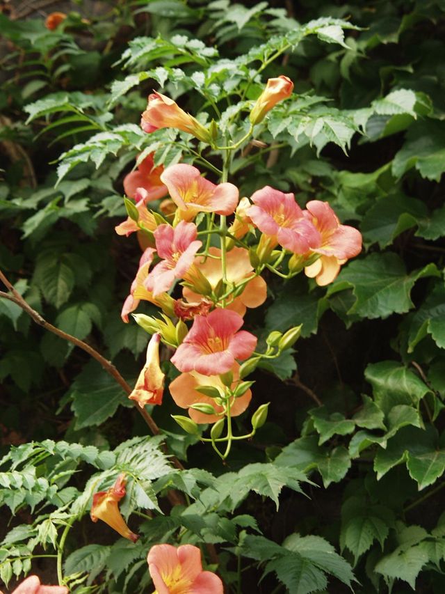 산림청 홈페이지