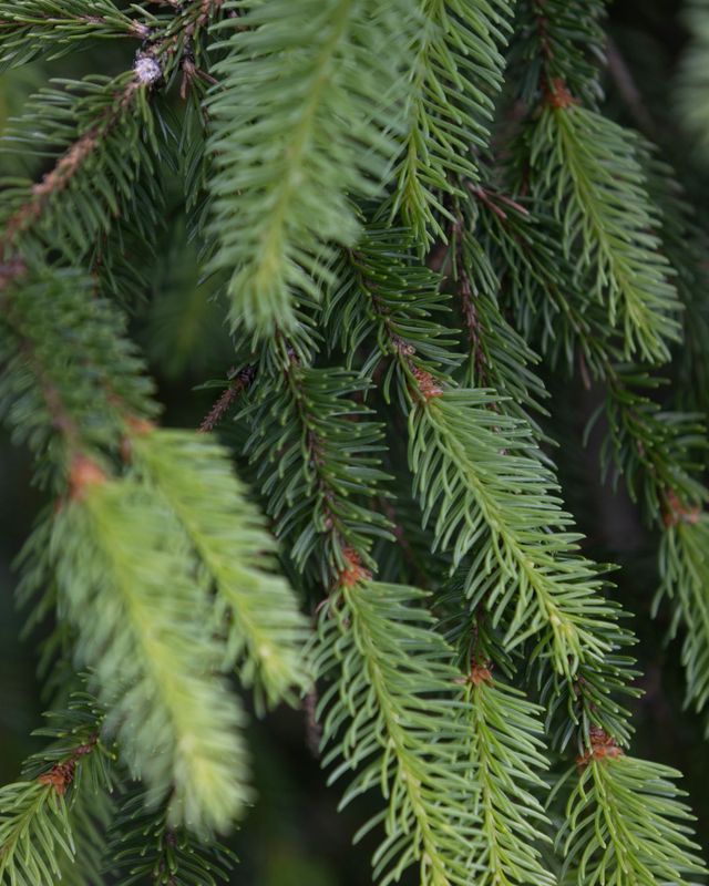 라부르켓이 지향하는 스웨덴의 광활한 자연. 