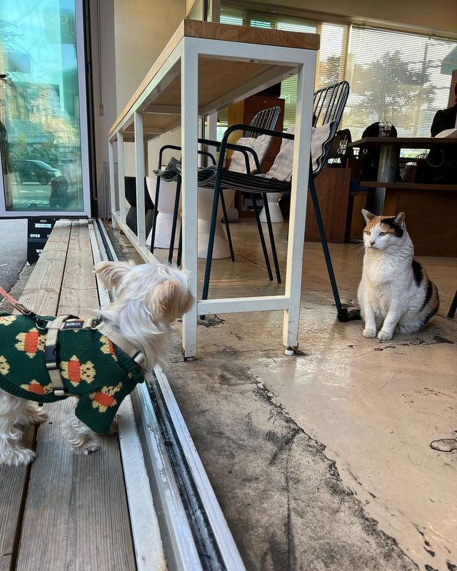 강아지와 고양이가 즐겨찾는 울프소셜클럽. 인스타그램 @woolfsocialclub