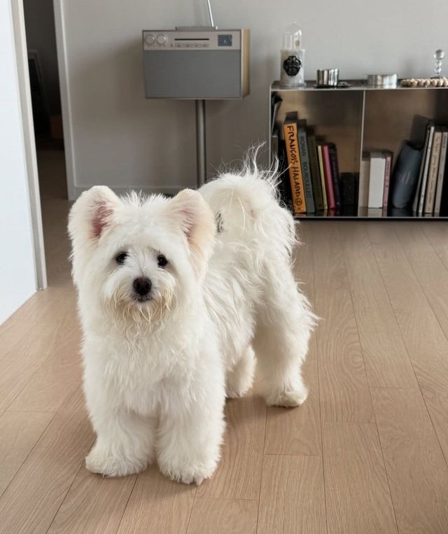 인스타그램 @2dumi