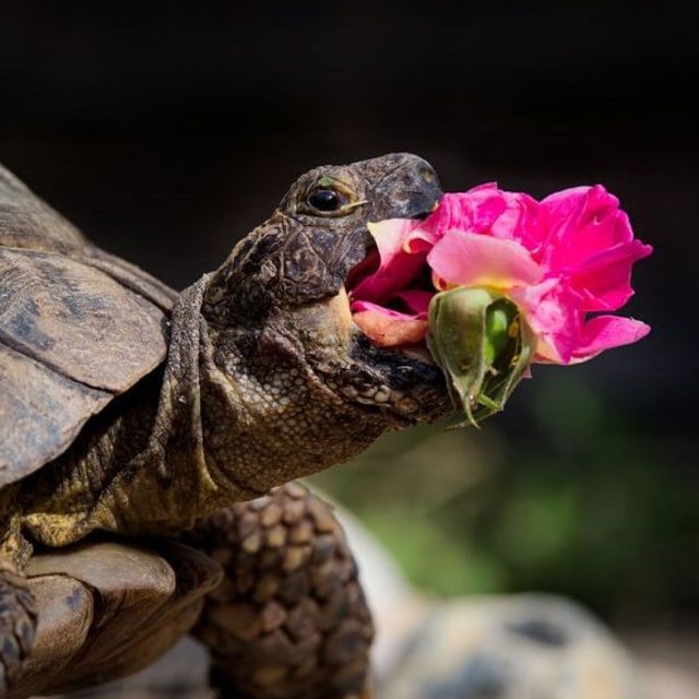 @comedypetphoto_awards