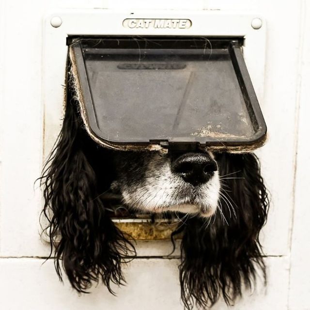 @comedypetphoto_awards