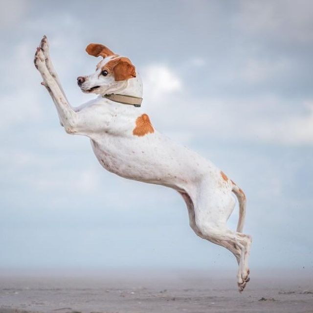 @comedypetphoto_awards