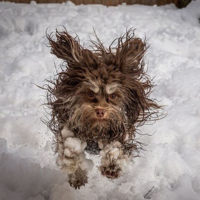 @comedypetphoto_awards