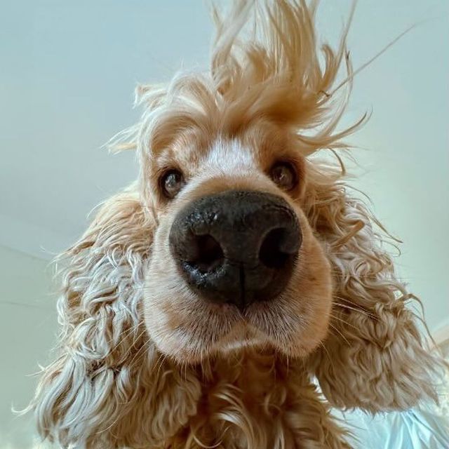 @comedypetphoto_awards