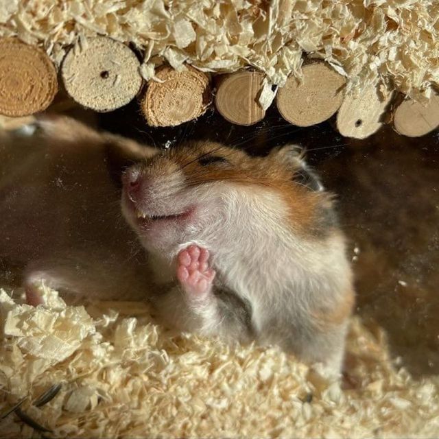 @comedypetphoto_awards