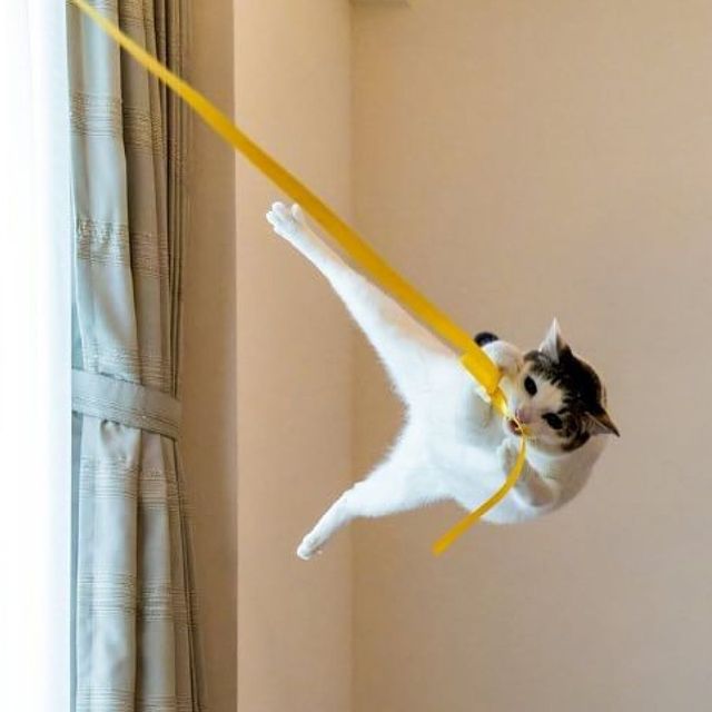 @comedypetphoto_awards