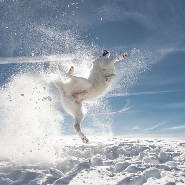 @comedypetphoto_awards