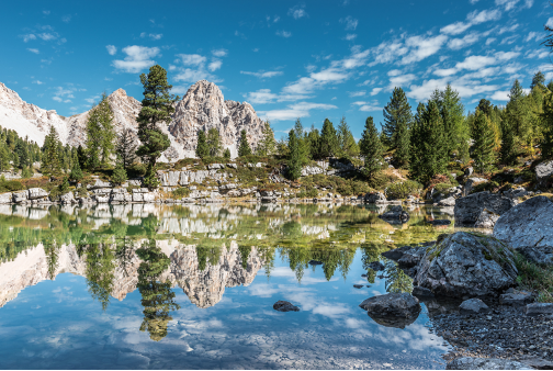 아만 로사 알피나.