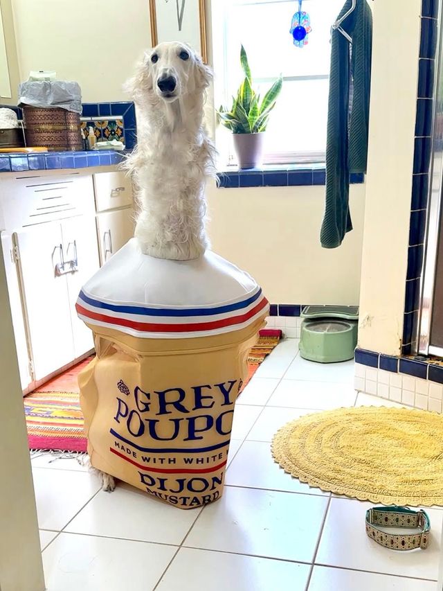 인스타그램 @esperborzoi