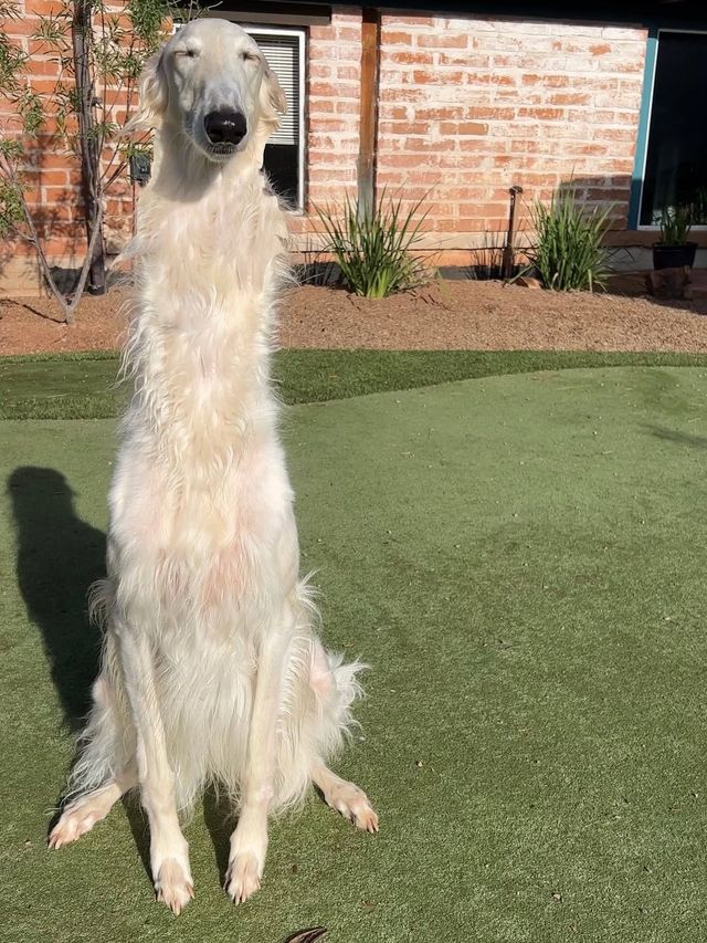 인스타그램 @esperborzoi