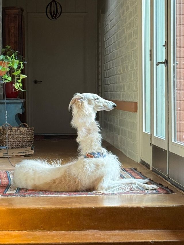 인스타그램 @esperborzoi