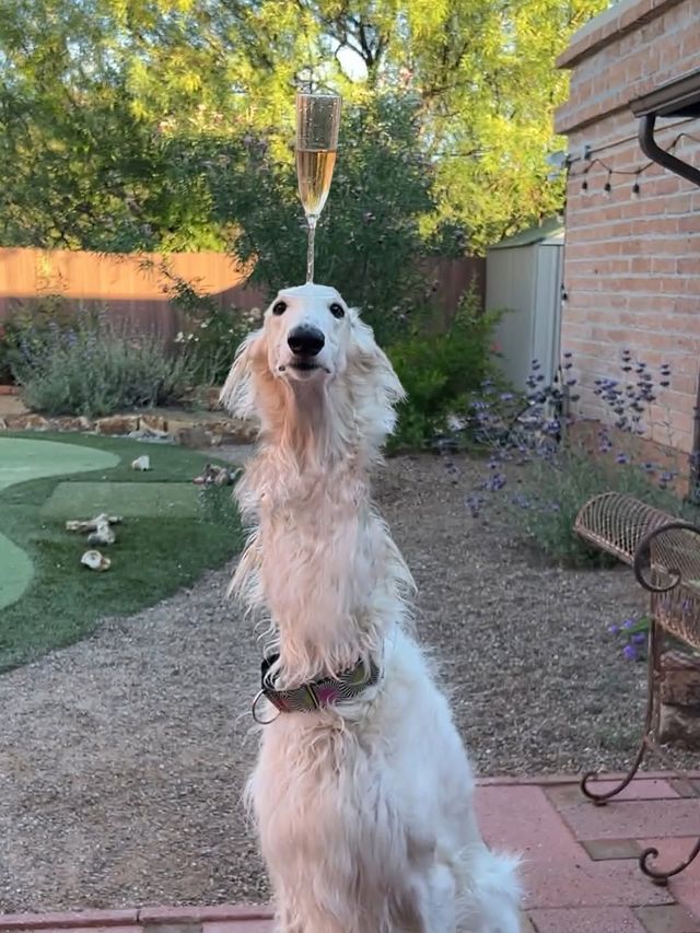 인스타그램 @esperborzoi