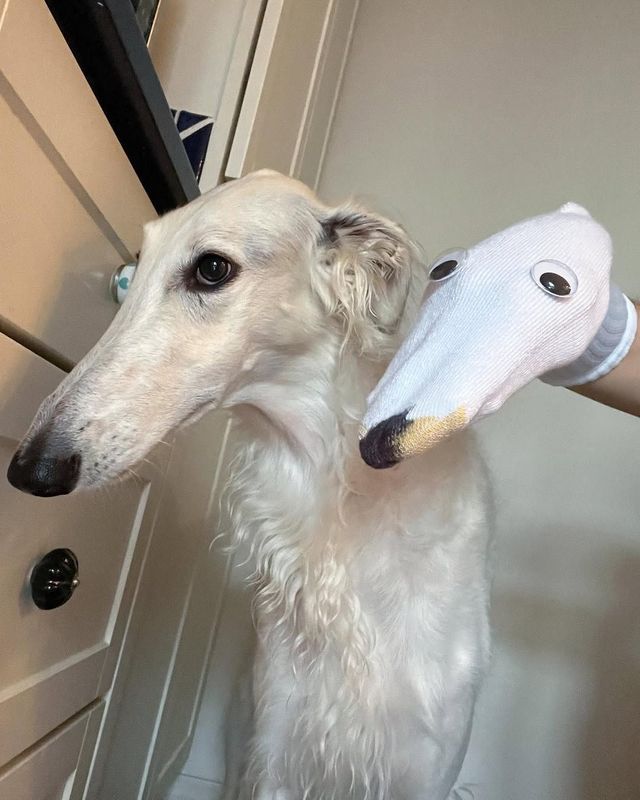 인스타그램 @esperborzoi