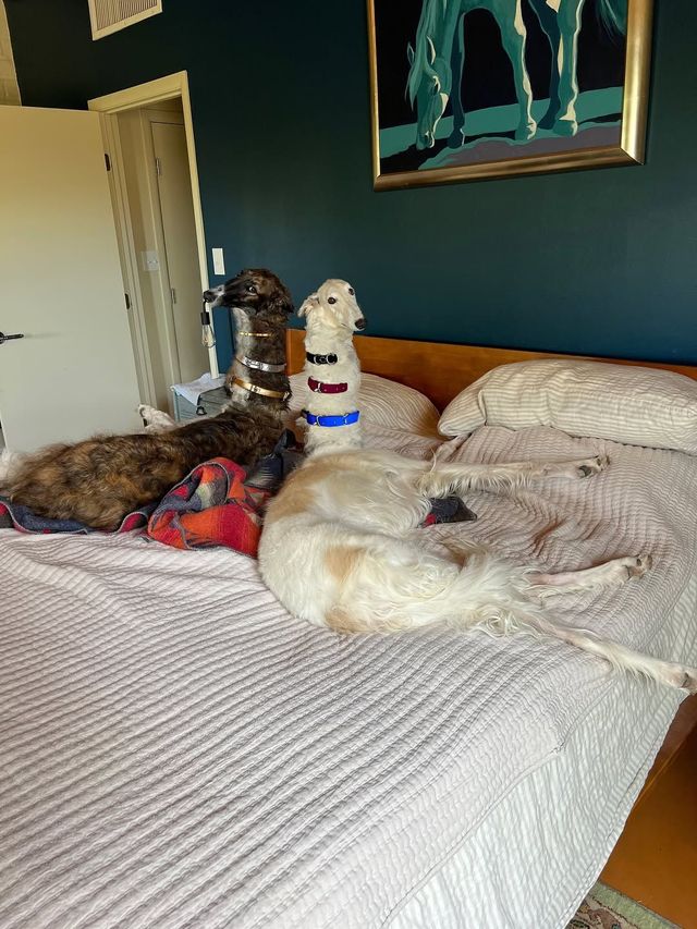 인스타그램 @esperborzoi