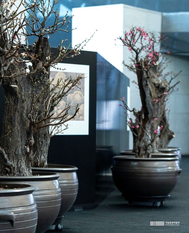 봄맞이 매화전 ‘입춘매향’ 전시를 개최한다. / 출처: 국립중앙박물관 인스타그램