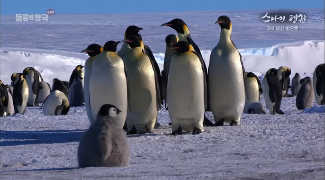 스파이 카메라를 자연이나 무리의 일원으로 착각해 벌어지는 가지각색 해프닝이 이 다큐멘터리만의 매력이다. / 출처: KBS 동물의 왕국 공식 유튜브