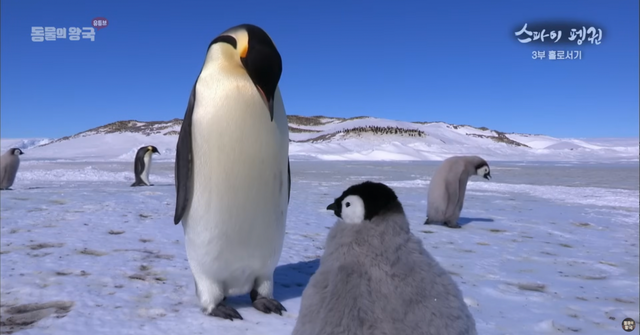 펭귄으로 감쪽같이 위장한 카메라가 스파이로 잠입했다. / 출처: KBS 동물의 왕국 공식 유튜브