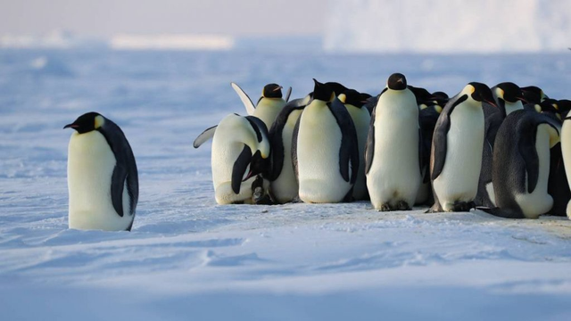 남극의 극한 추위에서 살아가는 황제 펭귄부터 사막, 열대지방 등 다양한 환경에서 저마다의 생존 방식을 찾아가는 여러 펭귄 사회를 탐구했다. / 출처: 내셔널 지오그래픽